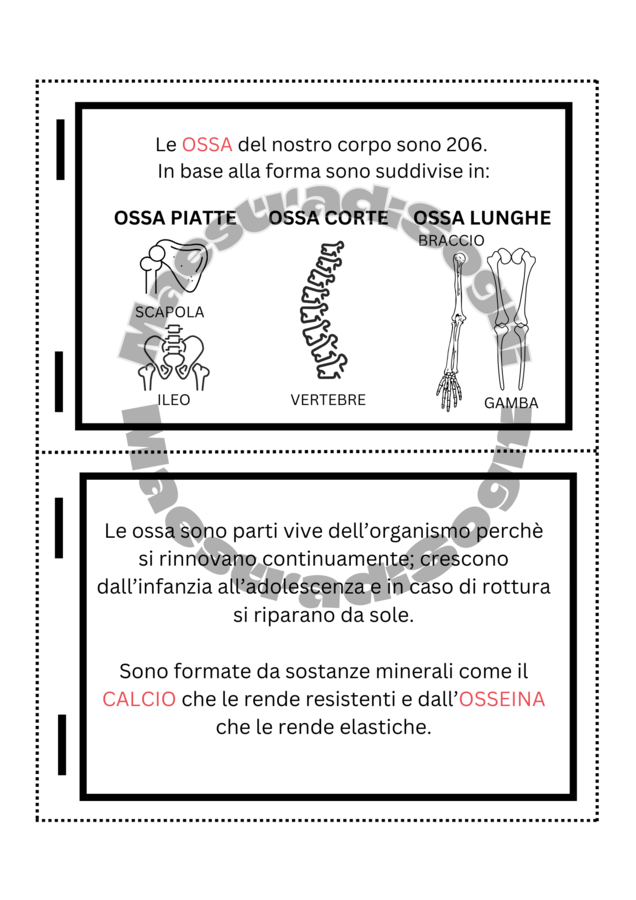 L' Apparato Locomotore - Flip Book