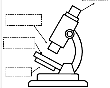 Il microscopio