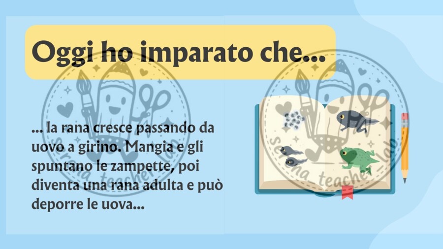 Il ciclo di vita della rana – Slide operative per la classe prima