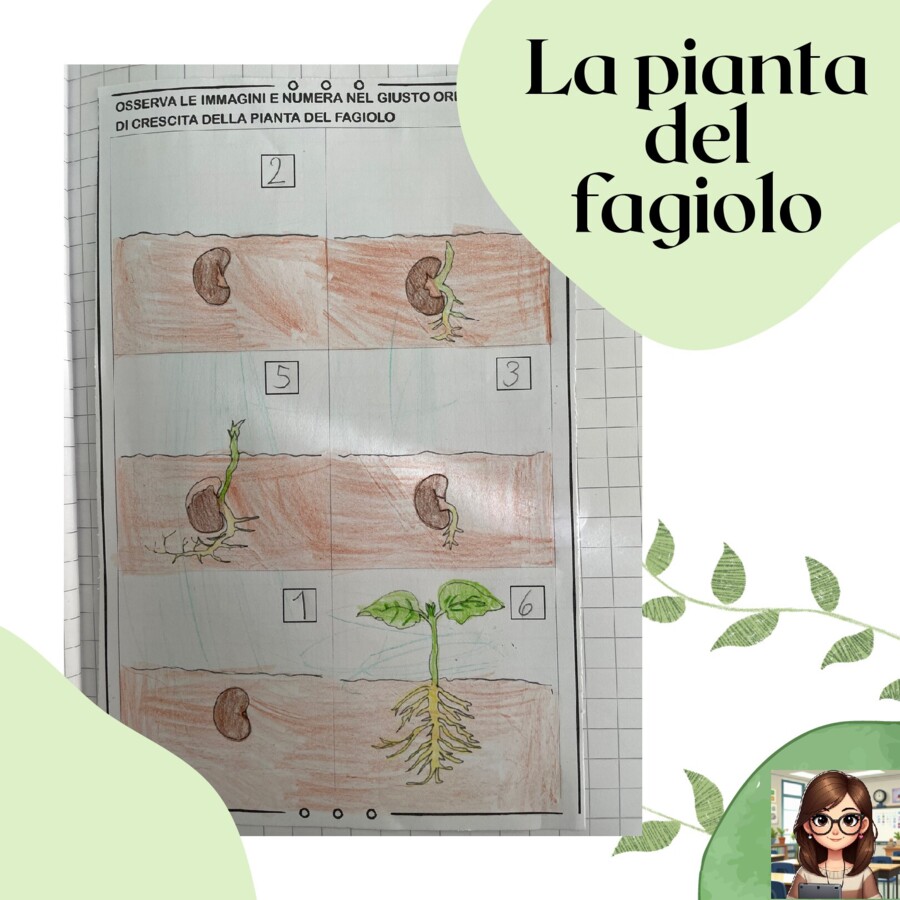 Pianta del fagiolo: riordino fasi crescita