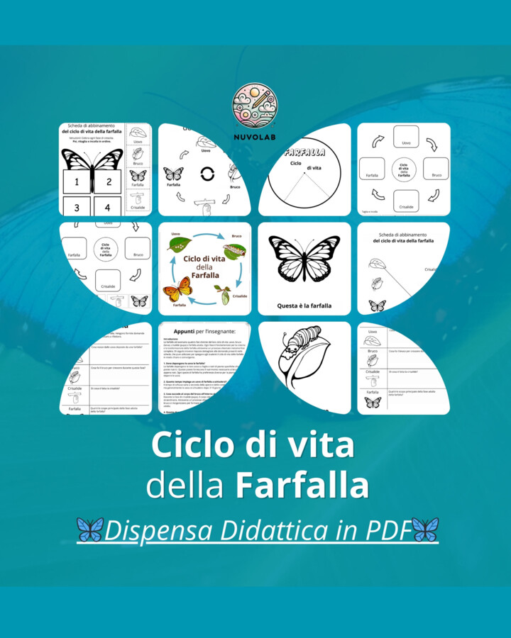 🦋 Il Ciclo di Vita della Farfalla - Dispensa Didattica in PDF 🦋