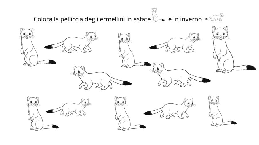 L'ERMELLINO. Il maestro del mimetismo.