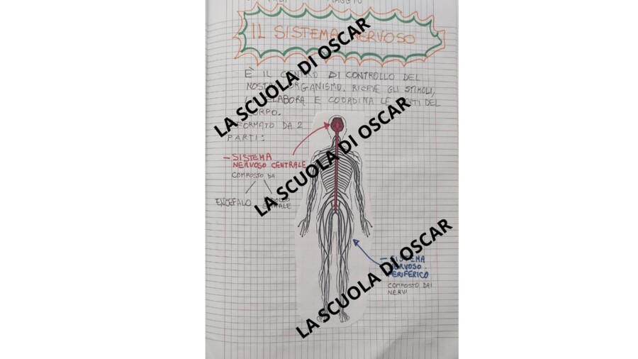 IL SISTEMA NERVOSO - QUADERNO DI SCIENZE CL. 5^ - con matrice-