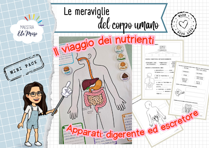 Il viaggio dei nutrienti: Kit Interattivo Apparato Digerente ed Escretore (Scuola Primaria)