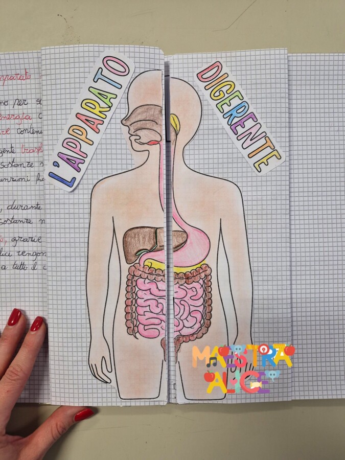 L'APPARATO DIGERENTE