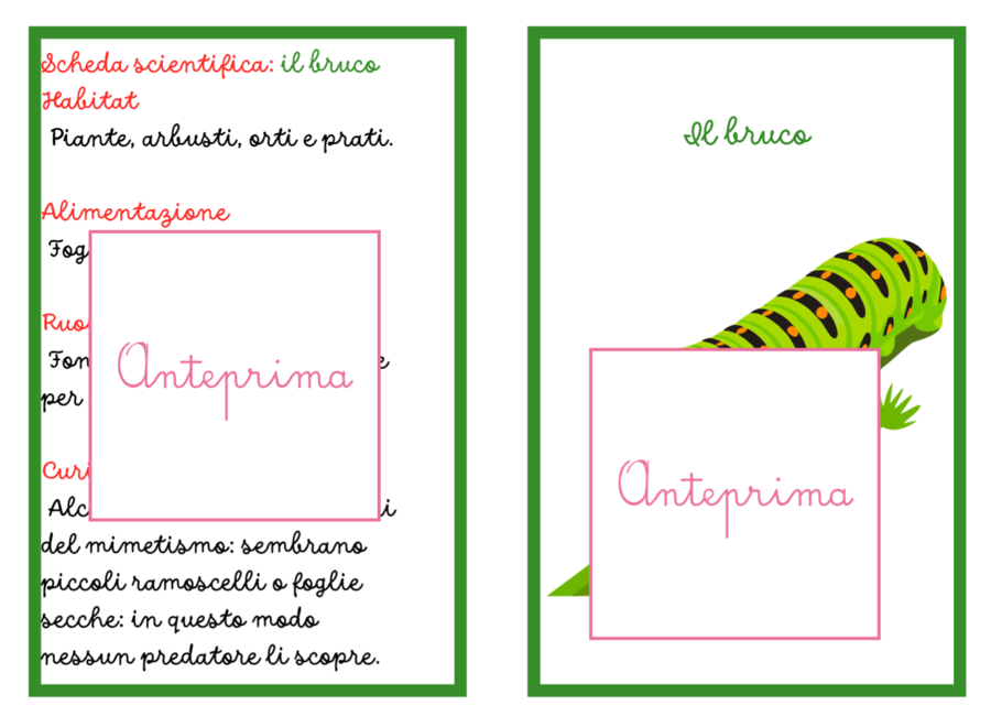 Animali della Primavera – Carte Montessori con Schede Scientifiche e Attività di Classificazione- classi 1/2 e scuola dell'infanzia