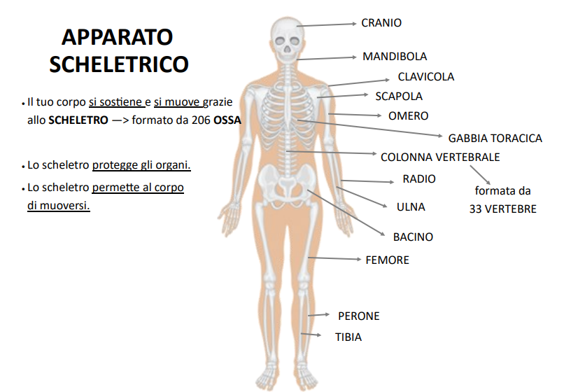 SCIENZE - Libretto Corpo Umano (per grandi)