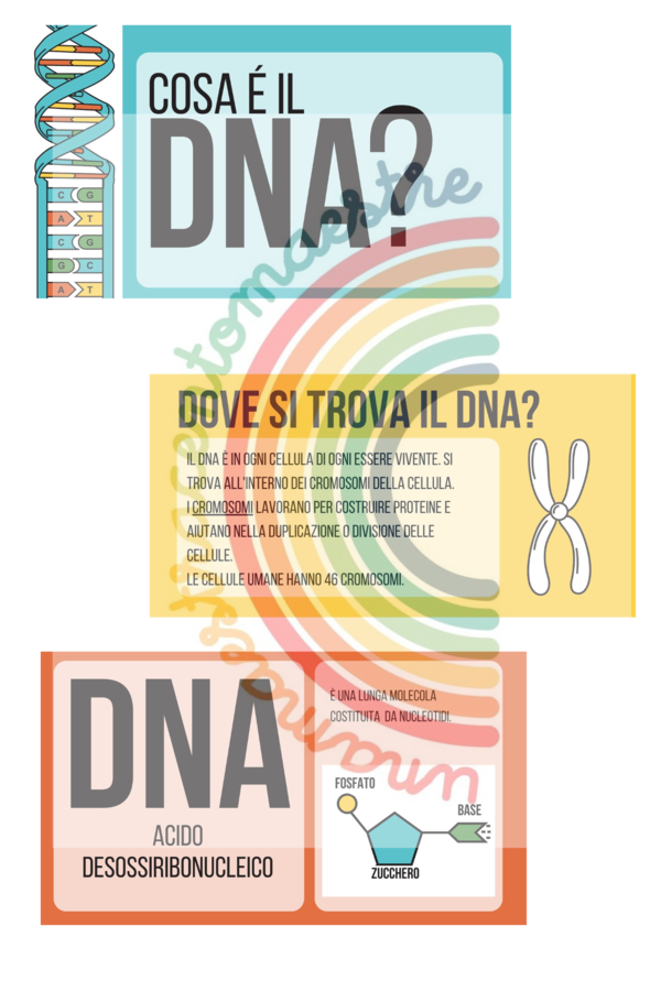 Estrazione del DNA di un kiwi e una banana