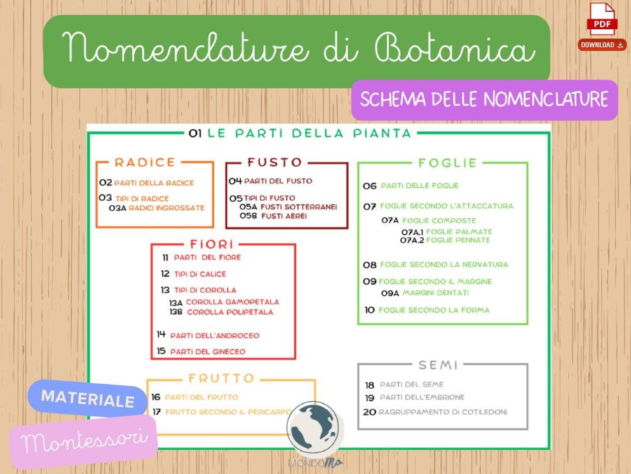Botanica Montessori | 107 Nomenclature + 29 Cartelloni di Controllo PDF | Botany Nomenclature| pianta radici fusto foglia frutto semi