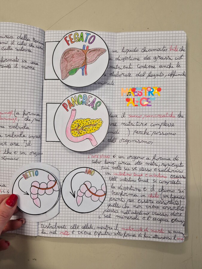 L'APPARATO DIGERENTE