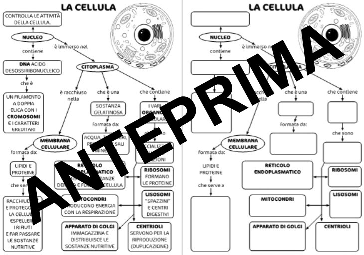 MAPPA DELLA CELLULA SCUOLA PRIMARIA CLASSE QUARTA