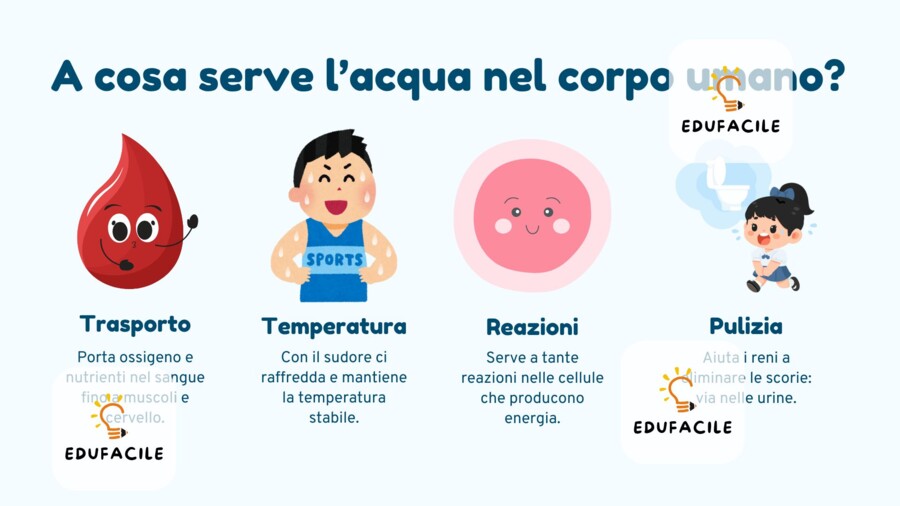 Dalla Borraccia al Piatto - Percorso teorico–pratico su idratazione e alimentazione (Primaria 4ª–5ª)