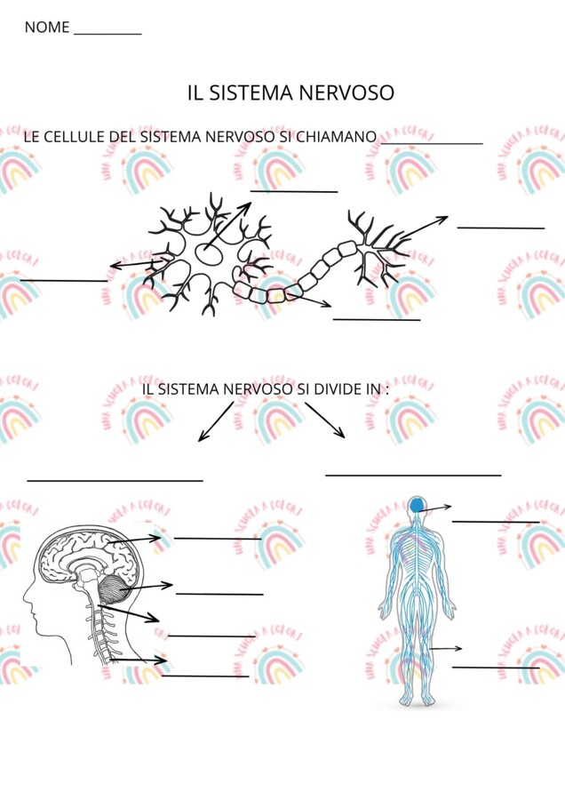 Prova di verifica sul sistema nervoso classe quinta primaria