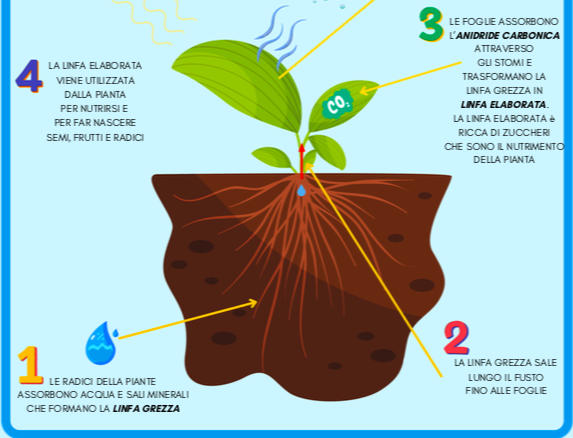I VEGETALI: PIANTE, FIORI, FOGLIE E ALBERI