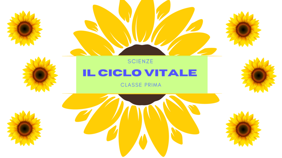 Il ciclo vitale