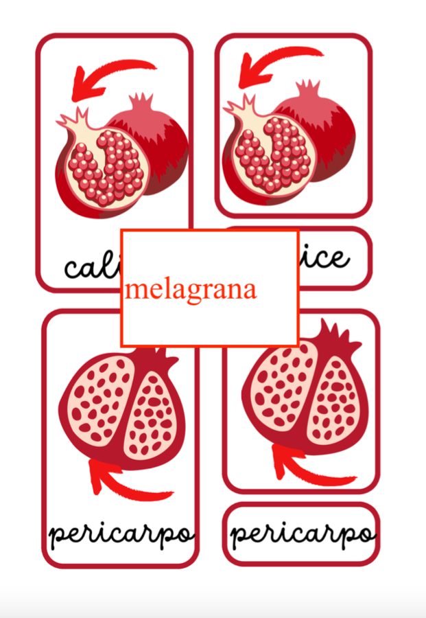Carte di nomenclature Montessori per l'autunno- pack con 5 nomenclature