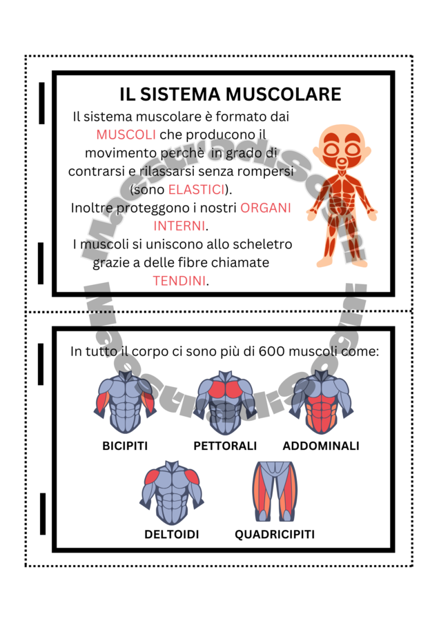 L' Apparato Locomotore - Flip Book