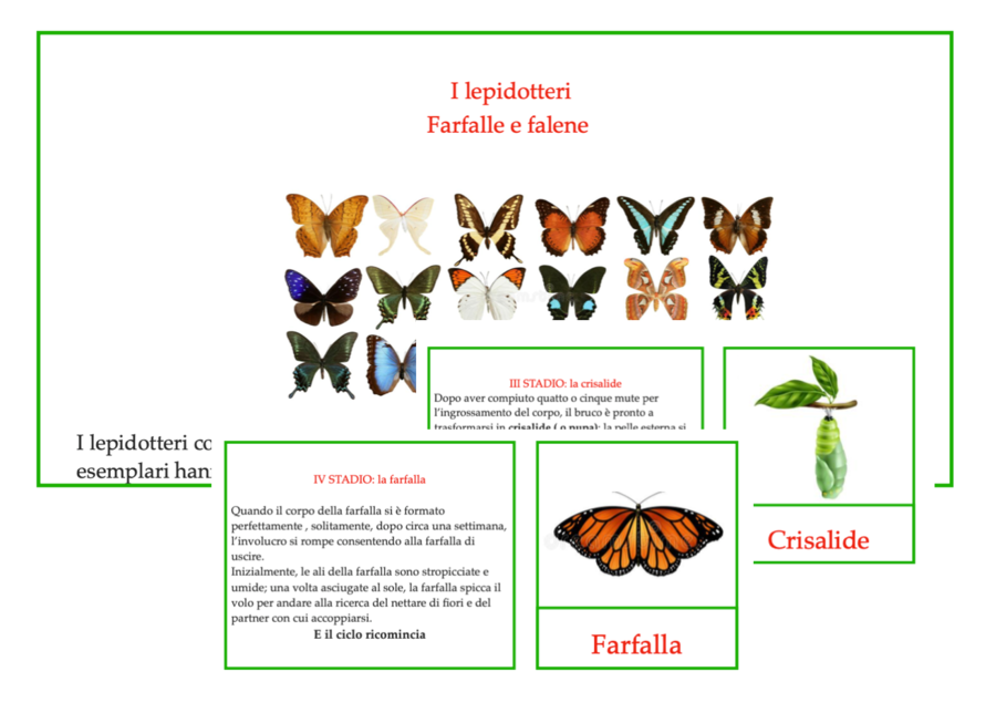 I lepidotteri-ciclo vitale
