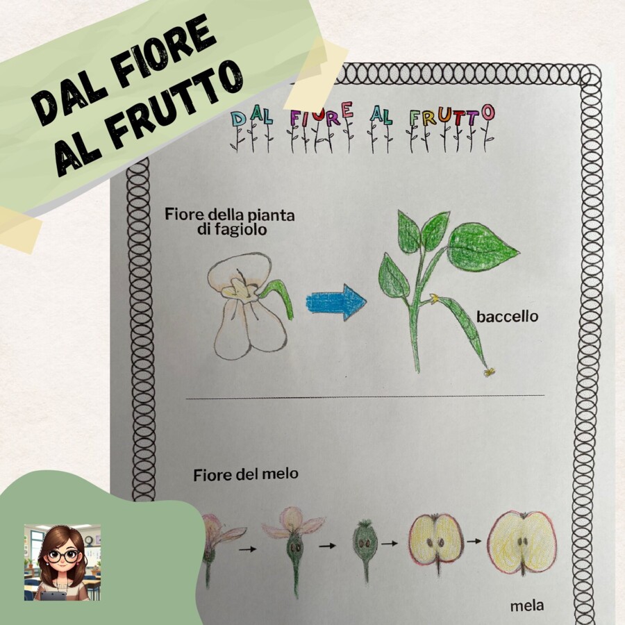 Dal fiore al frutto - illustrazioni da colorare