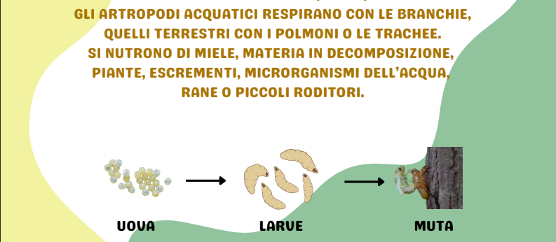 VERTEBRATI E INVERTEBRATI: MINI BOOK
