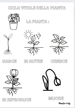 Il ciclo vitale della pianta