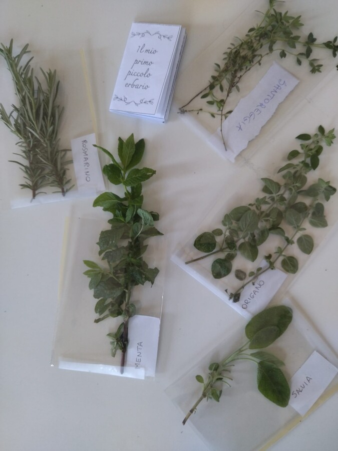 🌿✨ Il Giardino Verticale delle Erbe Aromatiche 🌿🍃