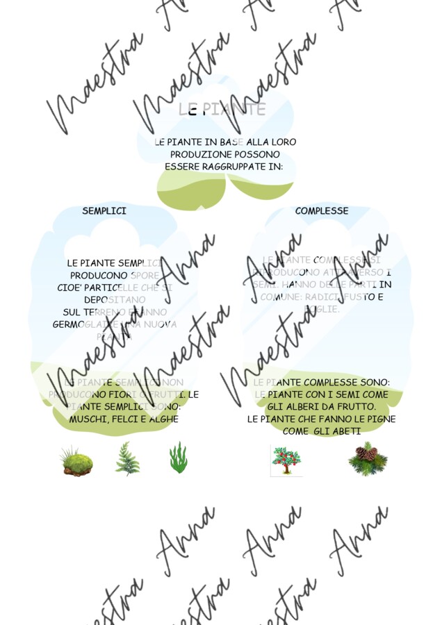 Le piante: mappa concettuale e verifica – Scienze primaria