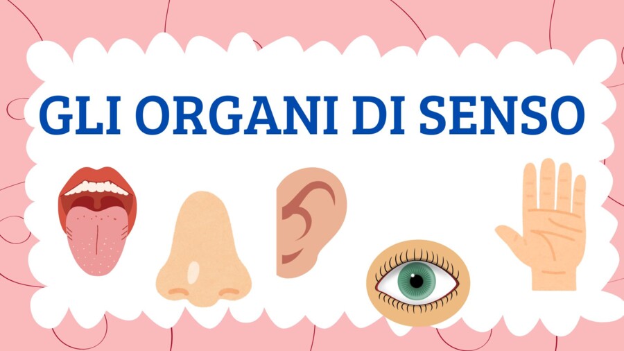 GLI ORGANI DI SENSO - QUADERNO DI SCIENZE CL 5^ -