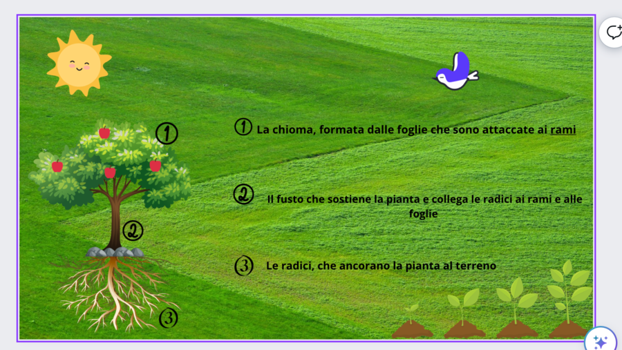 Gli esseri viventi: le piante