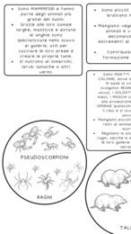 Gli esseri viventi del suolo