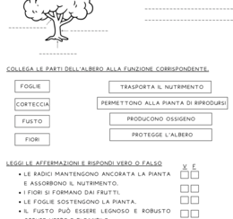 Le piante: l'albero e le sue parti