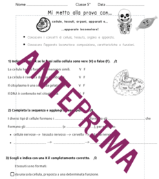 Verifica corpo umano e apparato locomotore