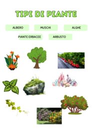 LE PIANTE