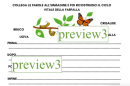 I lepidotteri: Ciclo vitale della farfalla