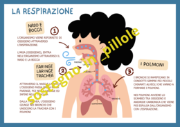 LA RESPIRAZIONE