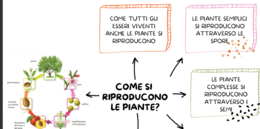 IL REGNO DELLE PIANTE