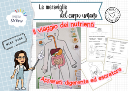 Il viaggio dei nutrienti: Kit Interattivo Apparato Digerente ed Escretore (Scuola Primaria)
