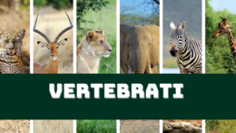 I VERTEBRATI