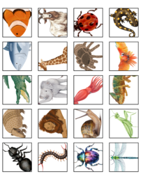 Immagini di 50 animali