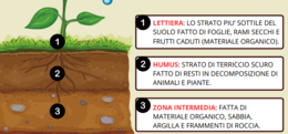 IL SUOLO - SCIENZE