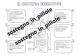 Il corpo umano e la digestione