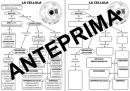 MAPPA DELLA CELLULA SCUOLA PRIMARIA CLASSE QUARTA