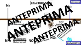 Ciclo dell'Azoto