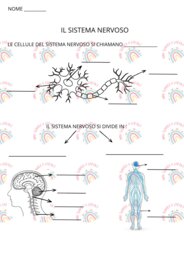 Prova di verifica sul sistema nervoso classe quinta primaria