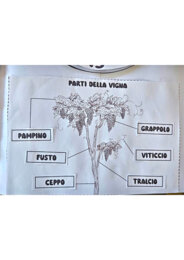 🍇 Lapbook dell’Uva