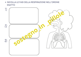 LA RESPIRAZIONE