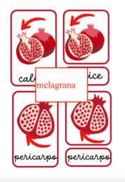 Carte di nomenclature Montessori per l'autunno- pack con 5 nomenclature