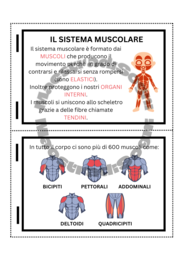 L' Apparato Locomotore - Flip Book