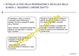 LA RESPIRAZIONE