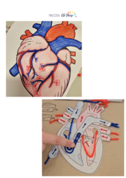 Il Ritmo della Vita: Kit Interattivo 3D Apparato Respiratorio e Circolatorio (Scuola Primaria)